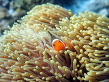 Clownfish in sea anemone at the Perenthian Islands  in Malaysia