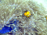 Clownfish in sea anemone at the Perenthian Islands  in Malaysia