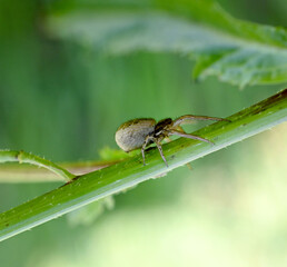 Wall Mural - ground crab spider, close up image.
