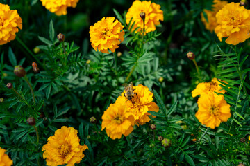 Naklejka na meble Yellow marigolds (tagetes) in the summer garden. Close up