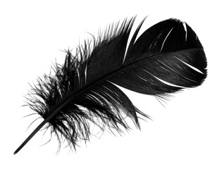 Poster - A single, dark feather, detailed texture, isolated