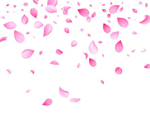 Poster - Pink petals falling on a black background