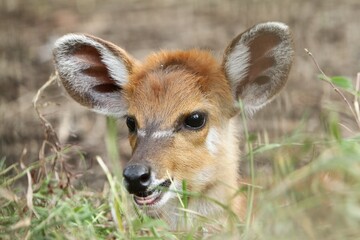 Wall Mural - closeup of a cute little sitatunga