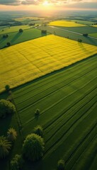 Poster - Aerial view of vibrant agricultural fields featuring contrasting green and yellow crops under the warm glow of the setting sun