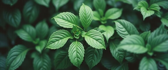 Poster - Lush Green Leaves in a Vibrant Indoor Garden Setting, Revealing Intricate Veins and Textures of a Thriving Plant