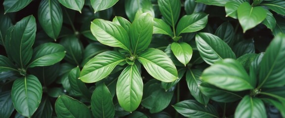Poster - Lush green foliage thrives densely, showcasing vibrant leaves with intricate vein patterns in an abundance of natural beauty