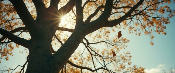 Aufkleber - Autumn sunlight through the branches of a tree with falling leaves against the blue sky.