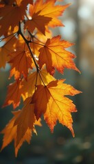 Poster - radiant orange maple leaves bask in sunlight on branch in autumnal splendor