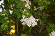 © Sylvestra - Fleur d'Aubépine (Crataegus) - Arbuste médicinal