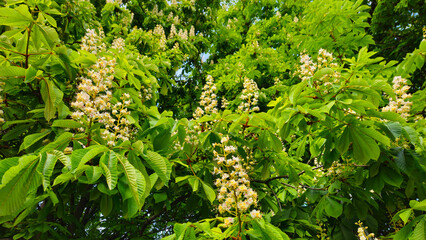 Wall Mural - branches of spring flowering chestnut with white flowers