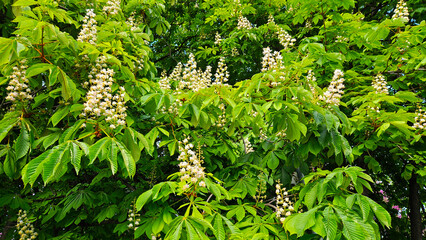 Wall Mural - branches of spring flowering chestnut with white flowers