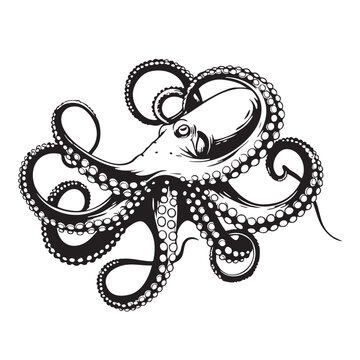 Octopus logo. Isolated octopus on white background