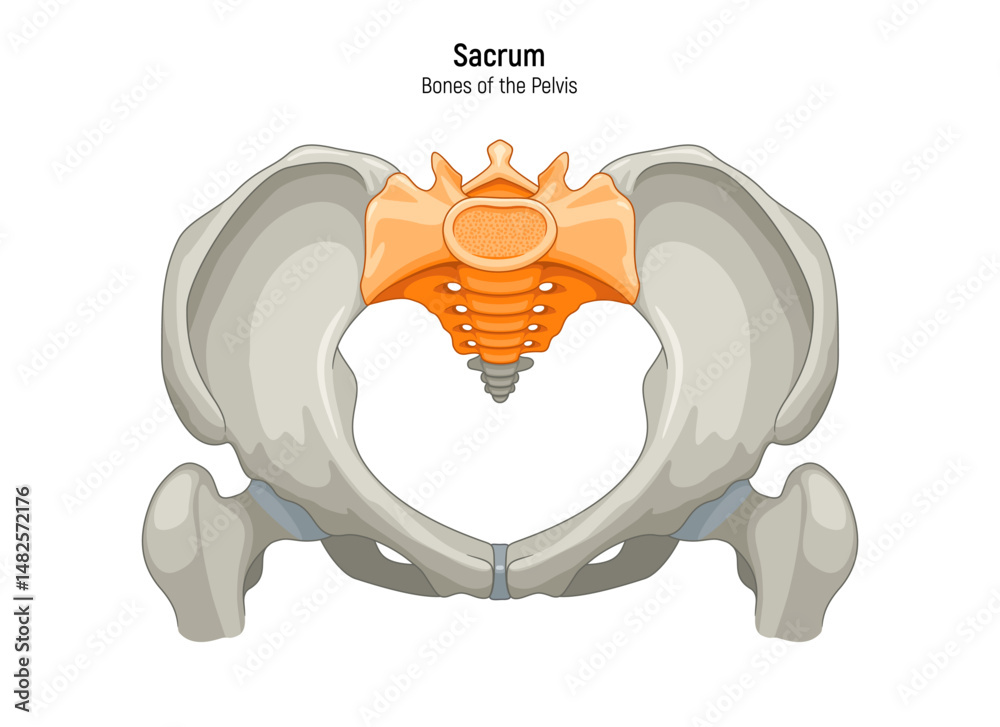 Sacrum. Pelvis anatomical skeleton structure vector illustration ...