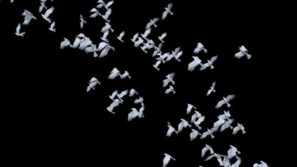 Wall Mural - graceful white dove flying smoothly with soft wings on transparent alpha