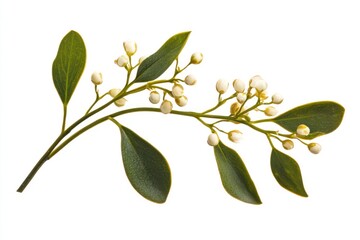 Delicate mistletoe branch paired with flowers, perfect for creating cheerful holiday-inspired floral designs or decor.