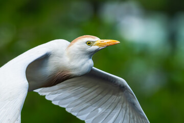 Wall Mural - A cattle egret flying over a pond