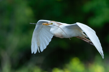 Wall Mural - A cattle egret flying back to nest with nesting materials