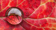 © Vitor - Foto macro de uma gota de água em uma folha vermelha vibrante com reflexo e textura intrincados, exibindo cores de outono e beleza natural