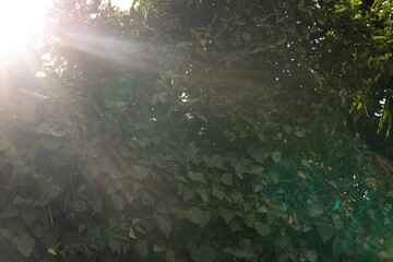 Poster - Lush green foliage bathed in sunlight. Perfect for nature, spring, or summer themes.