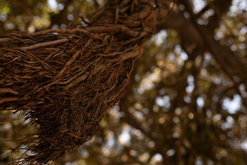 Poster - Close-up of intertwined tree roots, showing texture and detail against a blurred background.