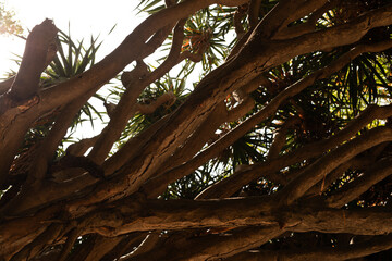 Poster - Close-up of a dragon tree's thick, textured branches reaching towards sunlight.  Nature, botany, texture.