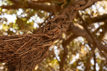 Poster - Detailed image of intertwined tree roots, showcasing nature's intricate textures and patterns.