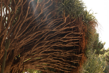 Poster - Close-up of a tree's complex root system, showcasing its unique texture and the vibrant green foliage.