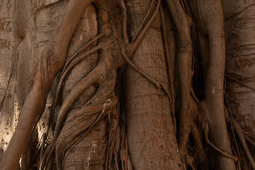 Poster - Close-up of a tree trunk showing complex root system and textured bark. Perfect for nature backgrounds.