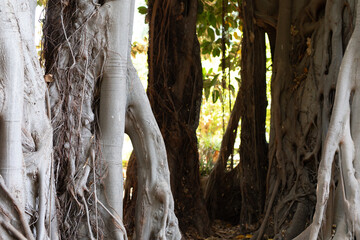 Poster - Majestic banyan tree with exposed roots, bathed in sunlight.  Perfect for nature, botany, and travel themes.