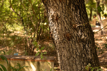 Aufkleber - Detailed texture of tree bark in a sun-dappled forest setting. Perfect for nature, environment, and botany themes.