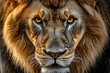 © niluksha - A captivating close up of a lion's face showcasing its intense gaze and majestic features in detail