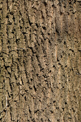 white ash bark detail - latin name - fraxinus americana