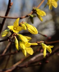 Wall Mural - yellow flowers of forsytia bush at spring