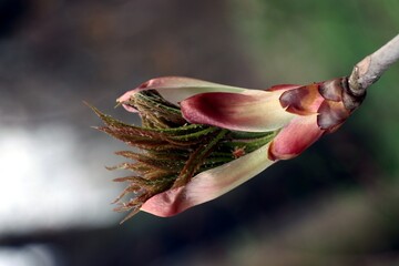Wall Mural - buds and growing leaves of chestnut tree at spring