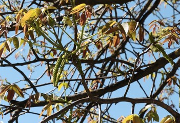 Wall Mural - walnut tree blossoming at spring