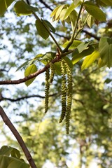 Wall Mural - walnut tree blossoming at spring