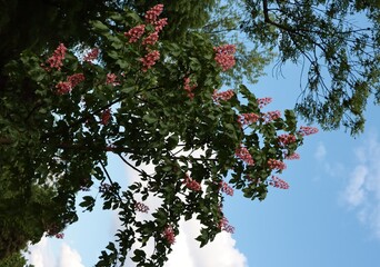Wall Mural - pink flowers of Aesculus carnea flowers tree close up