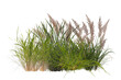 © Hagem Ja - Grass bush with flowers collection, shrub plants on transparent background