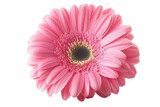 Close up photo of a beautiful pink gerbera daisy flower