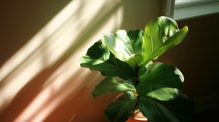 Poster - fiddle leaf fig plant basking in soft sunlight by the window in a warm indoor setting