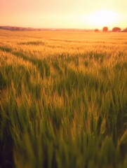 Wall Mural - Golden Wheat Field Under Enchanting Sunrise Sky with Soft Golden Light and Gentle Breeze, Perfect for Agricultural Themes and Nature Photography