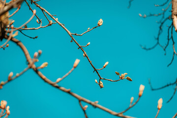 new leaves sprouting on a tree branch against a bright blue sky, symbolizing renewal and the arrival