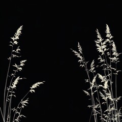 Poster - silhouetted beige grasses against black background