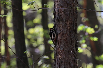 great spotted woodpecker (dendrocopos major) perched on branch. wildlife scene from nature. animal i