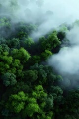 Poster - 緑豊かな森林の頂上からの空中写真 穏やかな霧に包まれ 木のパターンが繰り返され 自然の背景として最適