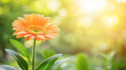 Poster - A Single Orange Gerbera Daisy in Sunlight