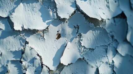 Poster - Close-up of birch bark texture in a snow-covered forest scene, cool tones and calm ambiance