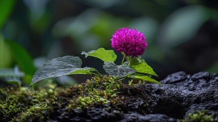 Poster - Blooming flower emerges from rocks verdant forest nature photography close-up serenity growth concept