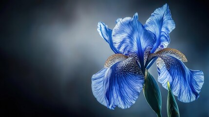Leinwandbilder - Blooming blue iris flower nature scene close-up photography dark background vibrant colors elegance