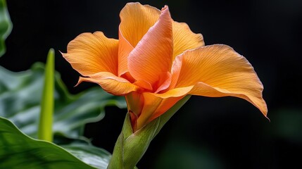 Aufkleber - Vibrant orange flower blooms in lush garden setting nature photography close-up viewpoint serenity concept